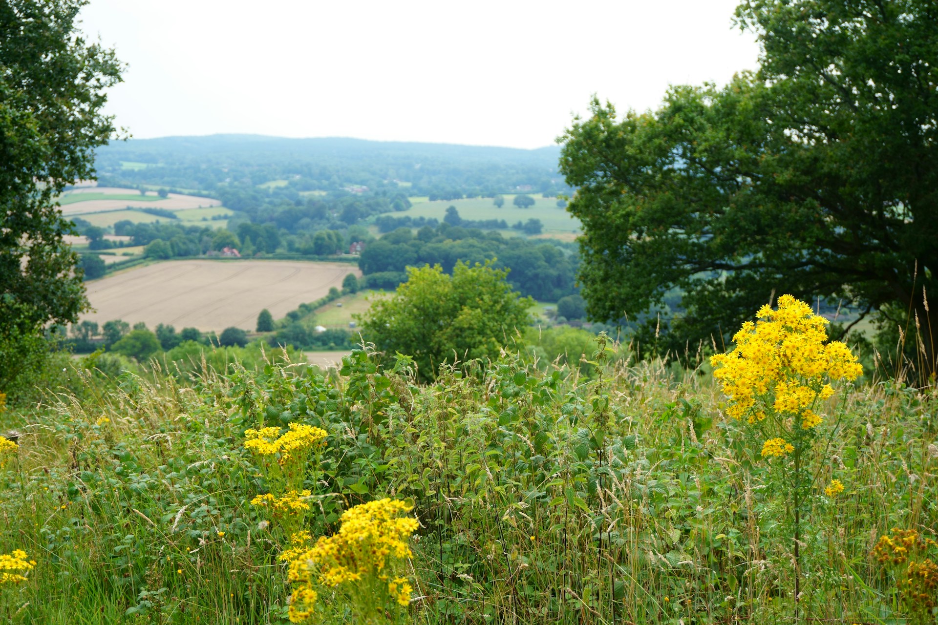 Surrey Countryside
