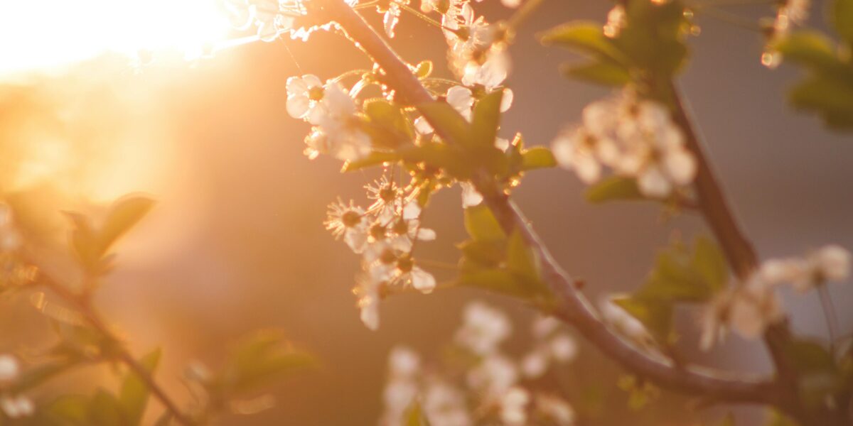 Blossom tree