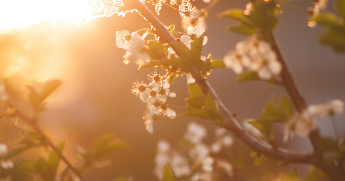Blossom tree